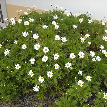 Dom wakacyjny Casa Dina