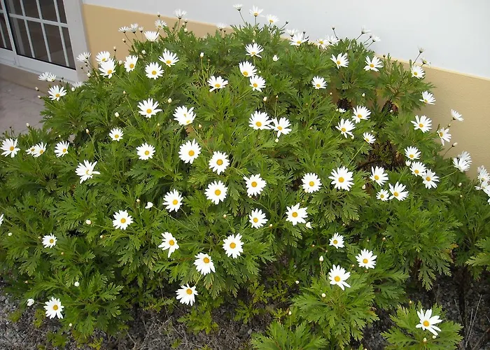 Casa de Férias Casa Dina